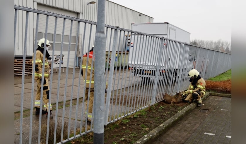<p>De brandweer heeft het beestje gerustgesteld.</p>