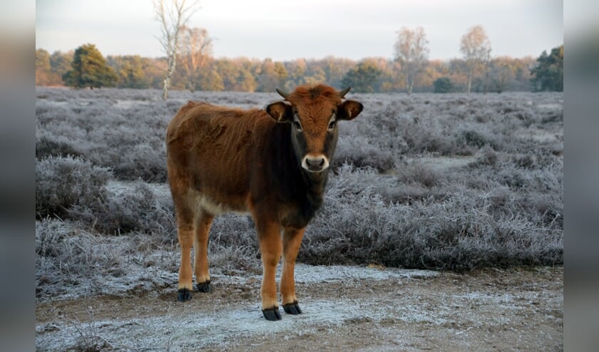 Een tauros in de Maashorst.