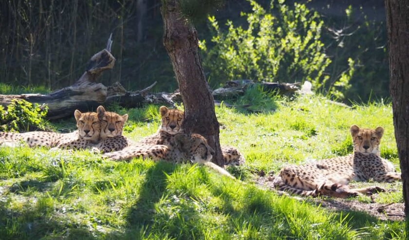 ZooParc Overloon.
