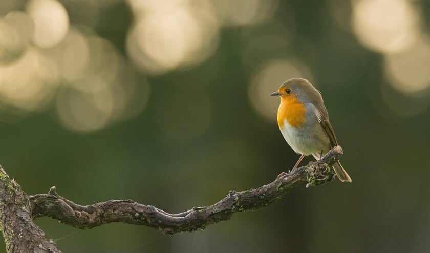 Vogelwerkgroep Boxmeer is dringend op zoek naar vrijwilligers.
