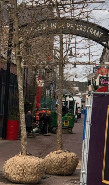 Bomen in de Peperstraat. (Foto: Dolf Warris)