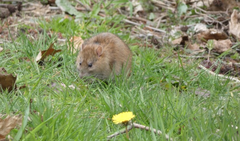 <p>Een rat in Oss. (Foto: Thomas)</p>