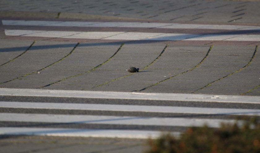 Op het fietspad aan de Hapsebaan is een mogelijk explosief gevonden.
