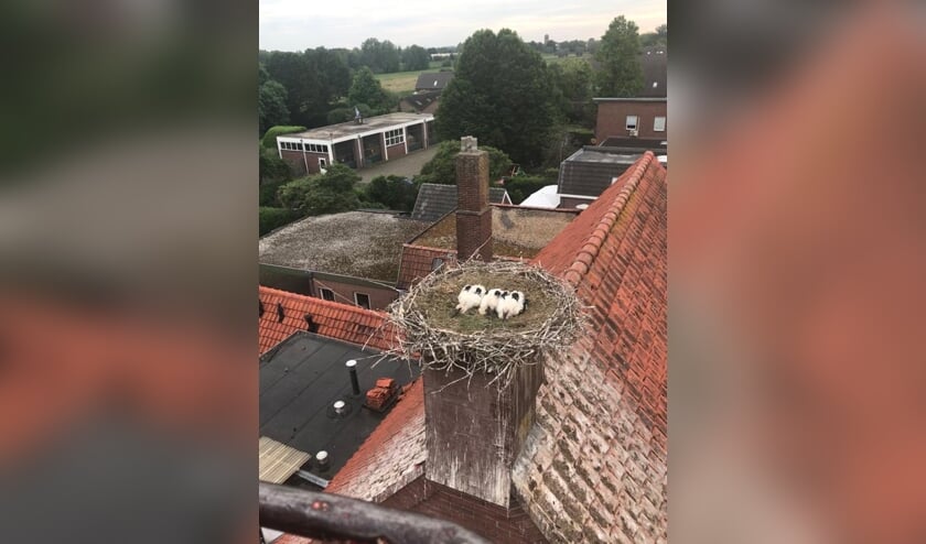 Vrijdagavond zijn de drie jonge ooievaars bij het Ottersumse café ’t Swaantje geringd.