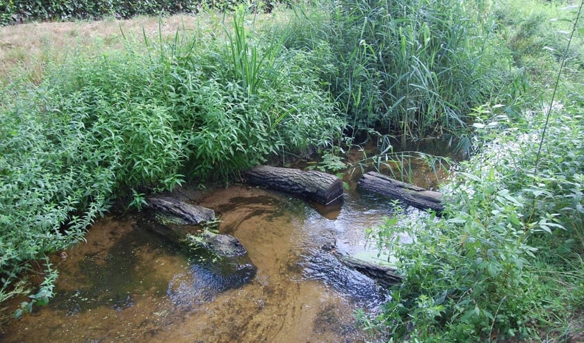 Dood hout in een beekje.