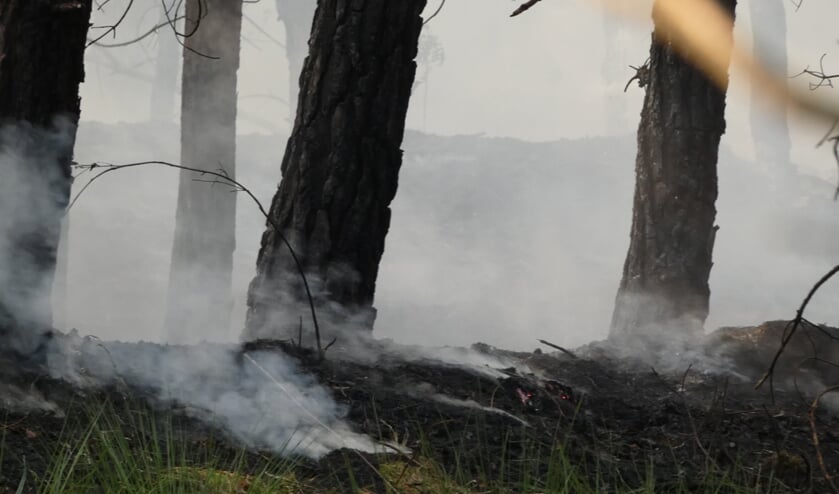 Brandweer rukt uit voor brand in bosgebied Heesch