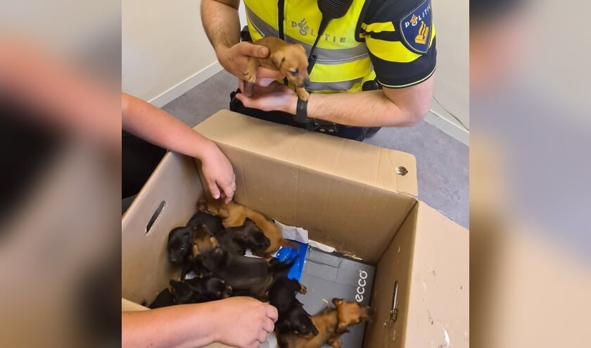 De pups waren erg energiek en leken in goede gezondheid te verkeren.