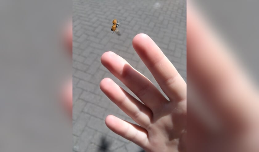 Lieveheersbeestje. (Foto: Susan van der Heijden)