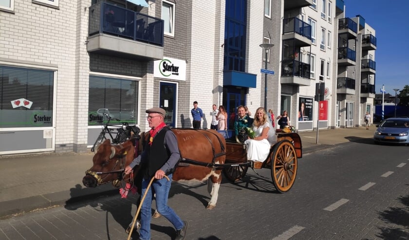 De trouwkoe arriveert bijna bij het gemeentehuis.
