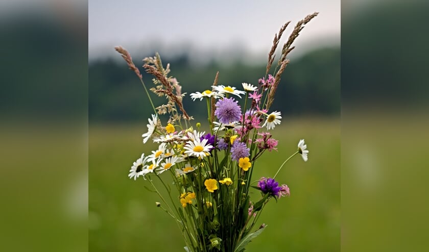 IVN De Groene Overlaat wilt graag meer wilde bloemen zien in de berm langs de Sint Agathaweg.