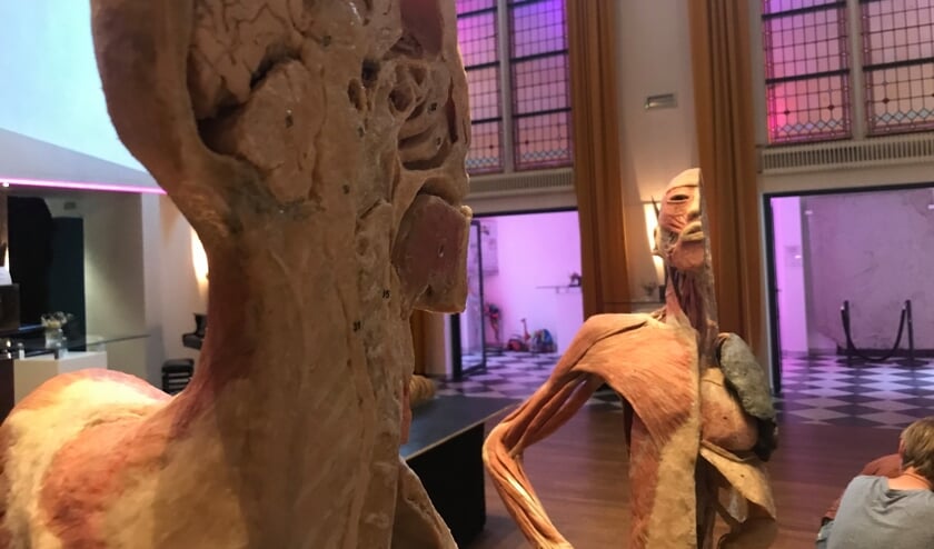 (Foto: Facebook Real Human Bodies Exhibition Oss-Berghem)