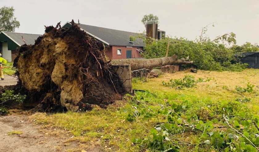 Aan het Boterpad in Eerde zijn meerdere bomen omgewaaid.