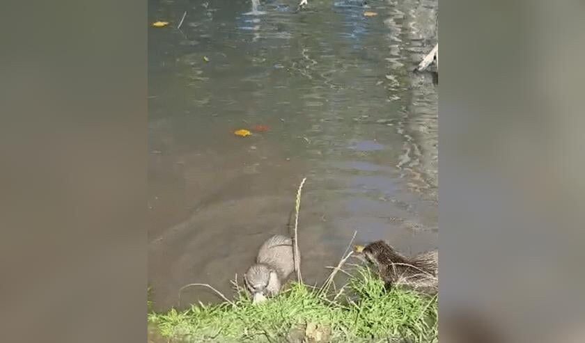 Ook de otters werden getrakteerd op ijsjes en zochten daarnaast de verkoeling op in het water.