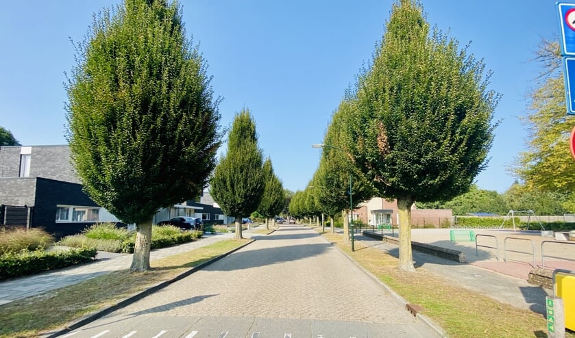 Het is nog maar de vraag of deze bomen in de Kolonel Johnsonstraat behouden blijven.