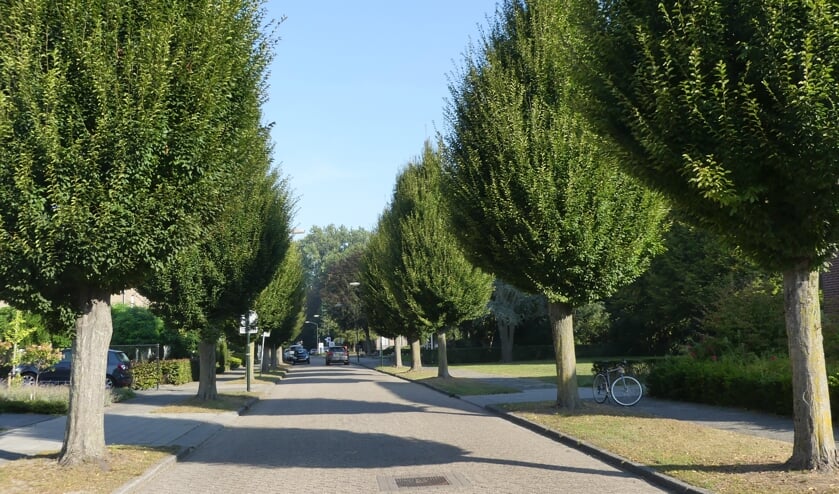 De bomen in de Kolonel Johnsonstraat.
