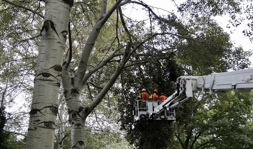 Met behulp van een hoogwerker probeert de brandweer de afgebroken tak te verwijderen.