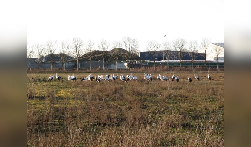 <p>Ooievaars in Oss. (Foto: Louis van Delft)</p>