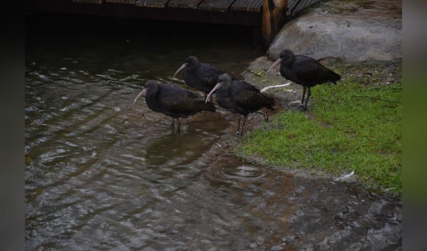 <p>De nieuwe bewoners zijn, zodra het park weer open gaat, te zien in de volière in het Zuid-Amerikaanse expeditiedeel Madidi.</p>
