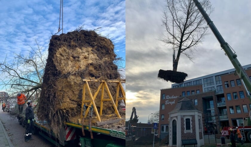 <p>De boom wordt geplant.</p>