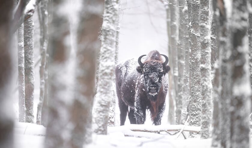 <p>Een wisent in De Maashorst.</p>
