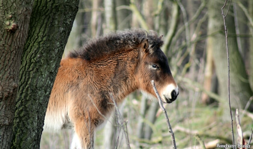 Exmoorpony in De Maashorst. (Foto: Ruud van Breda)