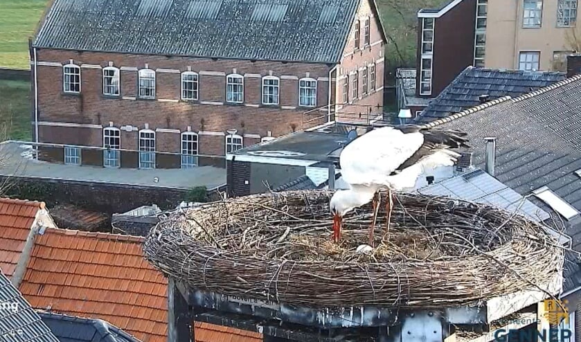 <p>Een van de ooievaars waakt over het eerste ei in het nest op het stadhuis. (foto Beleefdelente.nl)</p>