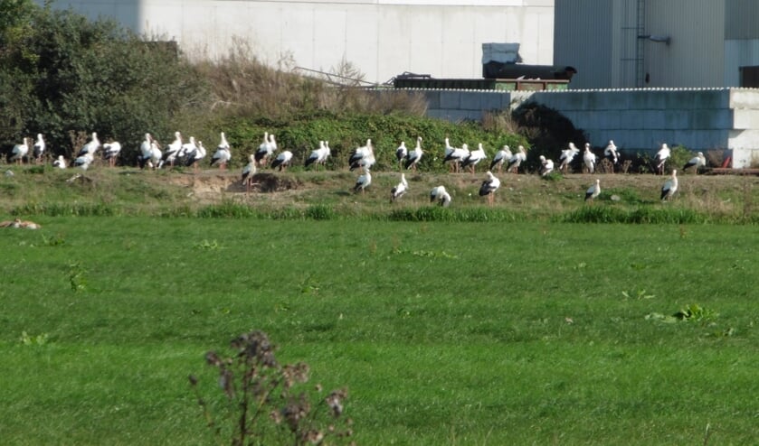Ooievaars aan de Macharenseweg. (Foto: Frank van Dorst)