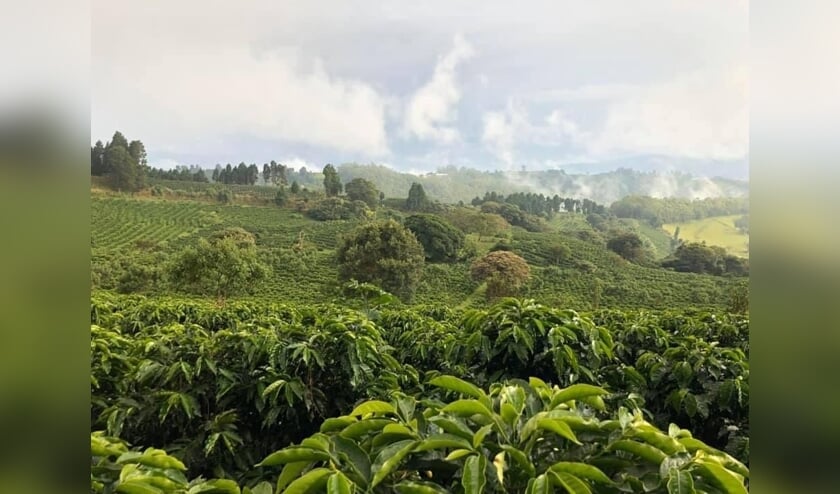 <p>Koffieplantage Gaia Estate in Costa Rica. </p>