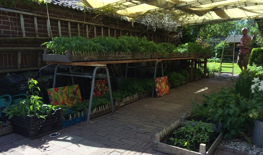 <p>Op de moestuinplantenmarkt zijn veel bijzondere planten te vinden.</p>