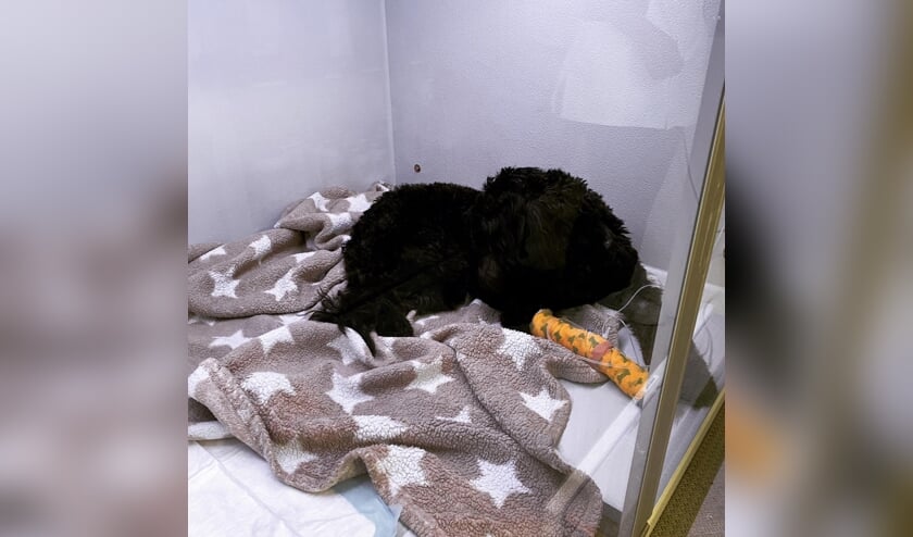 Labradoodle Bobby in het ziekenhuis in Waalwijk.