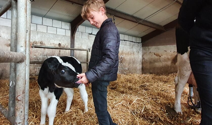 <p>Een bijzondere ervaring voor Ritse: de kalfjes sabbelden gewoon op zijn vingers. </p>