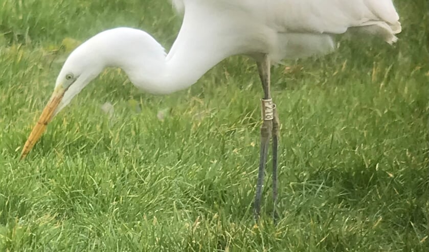<p>Grote zilverreiger. (Foto: Otto Kwak)</p>