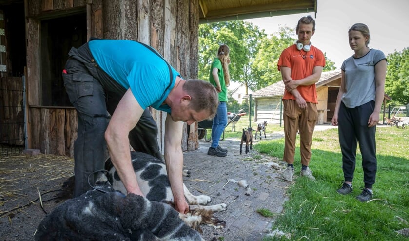 <p>Bas en Jenthe kijken toe bij schaapscheerder Peter Jansen.</p>