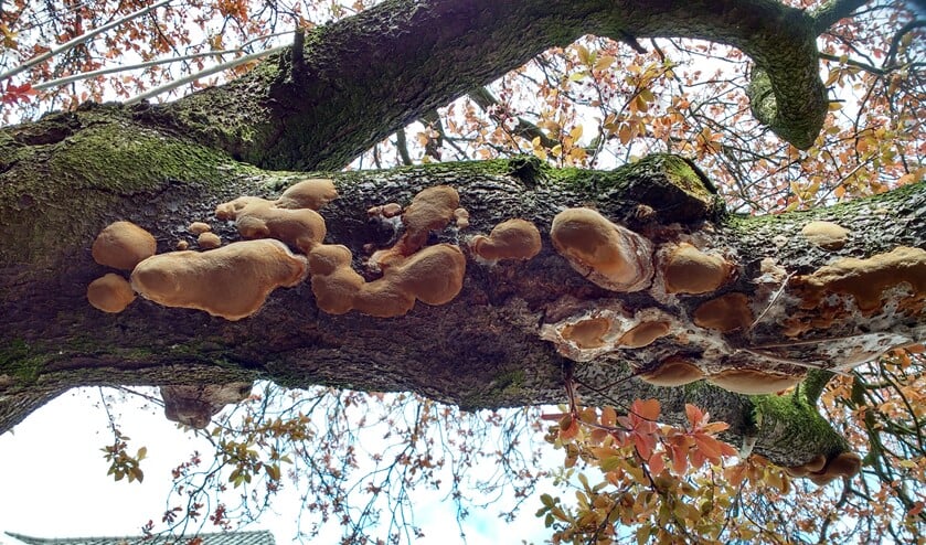 Boomgaardvuurzwam op circa 15 centimeter dikke tak van oude sierkers. (foto: Anja Castelein-de Winter)