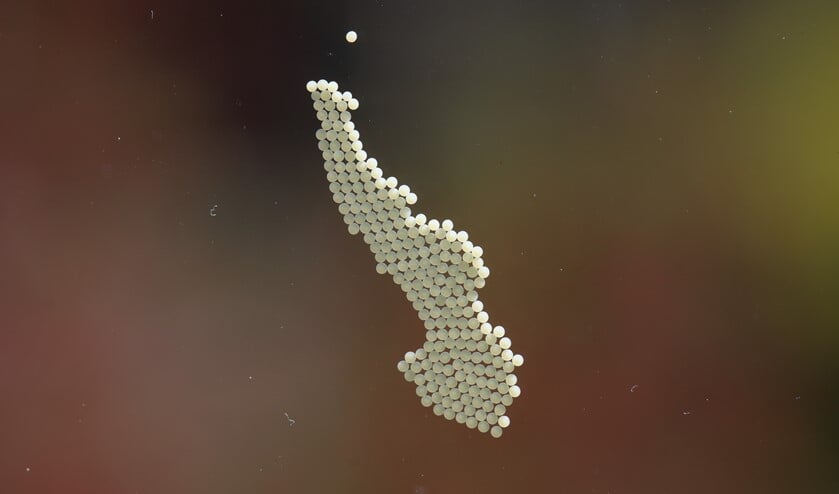 Welk insect plakt haar eitjes op het raam? (Foto: Caroline Elfferich)
