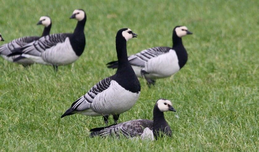 <p>Groepje gezonde brandganzen in een weiland. (Foto: Peter Elfferich)</p>
