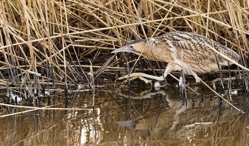 <p>Roerdomp sluipt langs rietkraag. (Foto: Gerard de Hoog)</p>