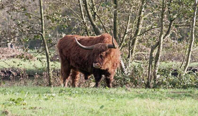 <p>Een Schotse hooglander in het Lage Bergse Bos. (Foto: PR/Staatsbosbeheer)</p>