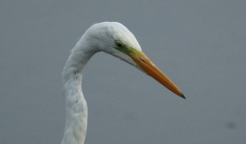 <p>Gele snavel van grote zilverreiger kleurt zwart in broedseizoen. (Foto: Peter Elfferich)</p>