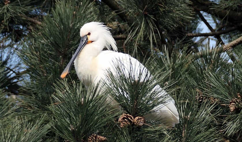 <p>Lepelaar in den, waargenomen vanaf het Linnaeuspad in Delft. (Foto: Ben Jansen)</p>