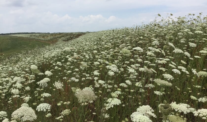 <p>Bloeiende bloemen op een dijk van het waterschap. </p>