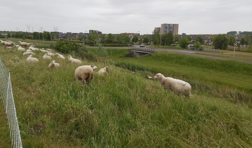 <p>De schaapskudde langs de A15.</p>
