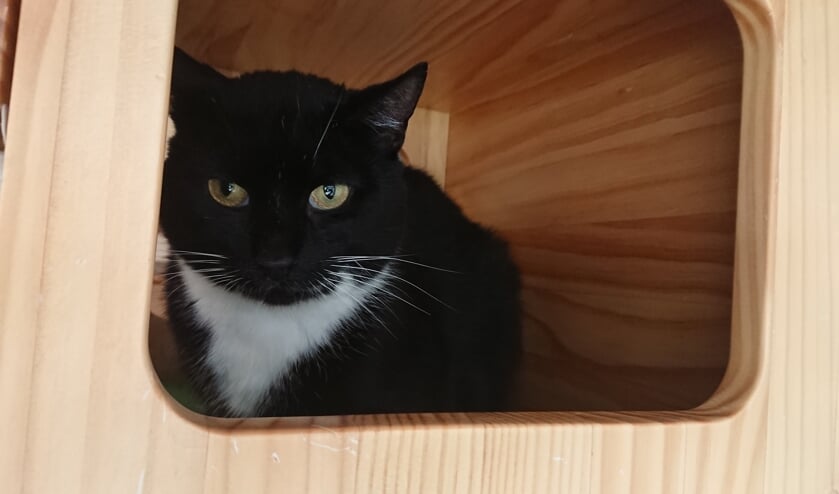 <p>Harry kan een sociale kat worden.</p>