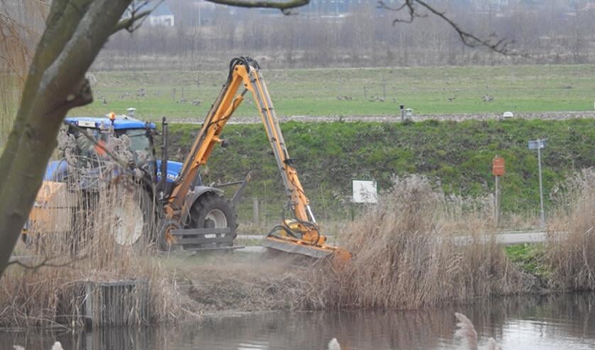 <p>Klepelen bij de Waal is slecht voor de biodiversiteit</p>