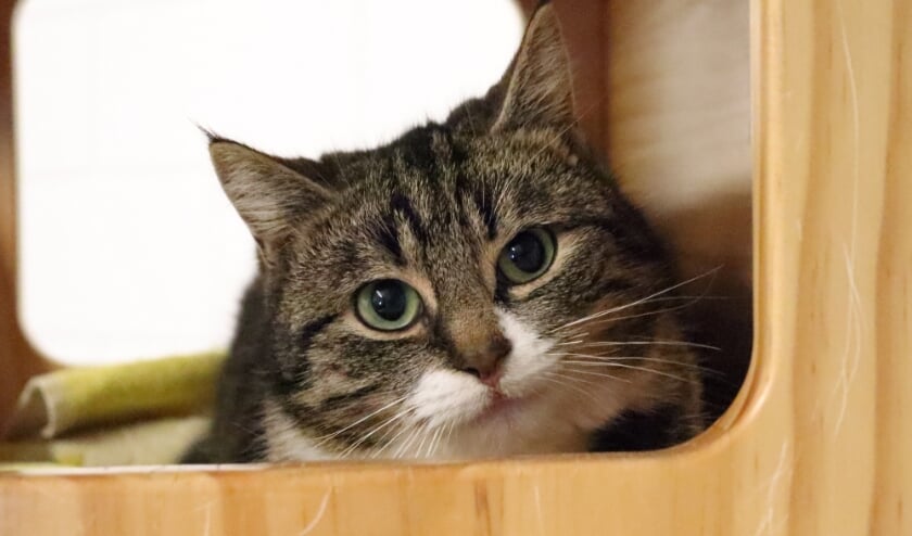 <p>Guusje is ongeveer twee jaar oud.</p>