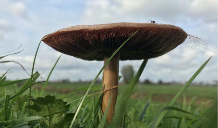 <p>Winnende foto van Gijs Vogel 10 jr.</p>