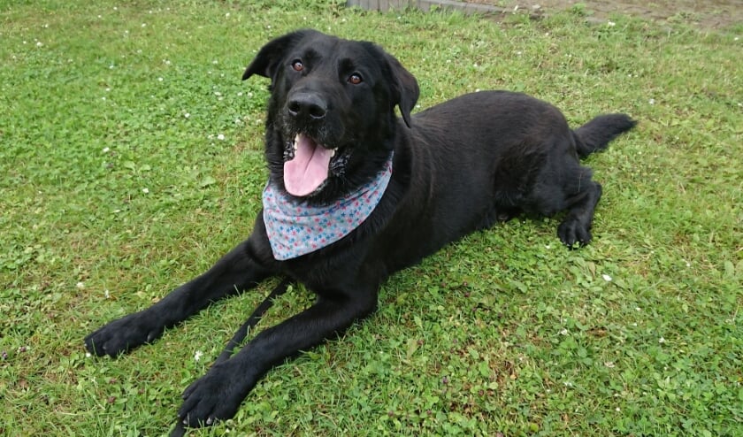<p>Skye is een hele lieve hond.</p>
