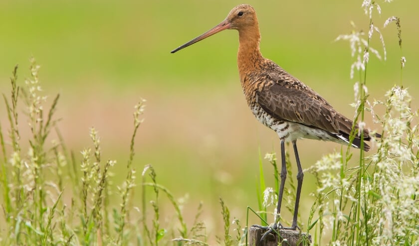 <p>Grutto (Limosa limosa)</p>