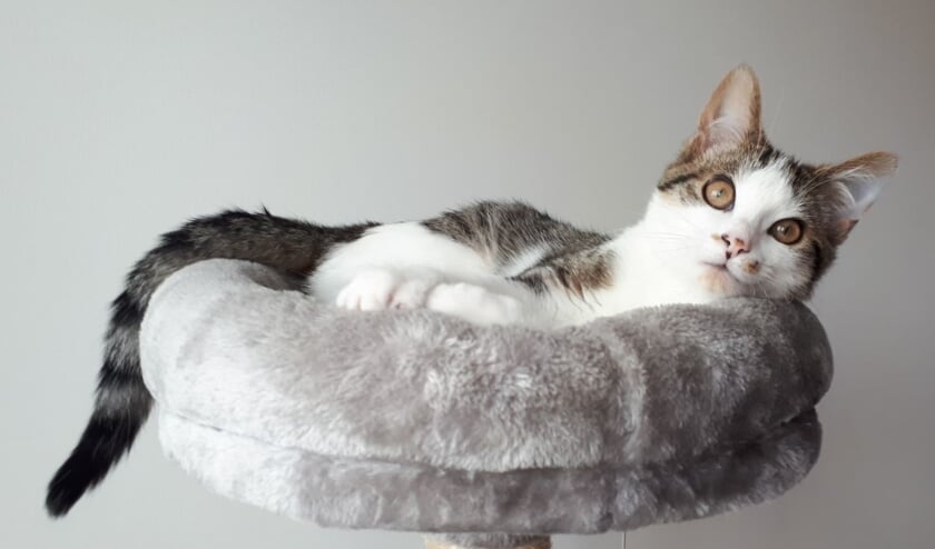 <p>Basil zelf lijdt helemaal niet onder zijn handicap. </p>