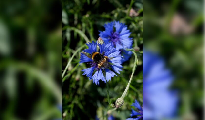 <p>Kinderen die betrokken zijn bij natuur en landbouw zijn de toekomstige natuurbeschermers.</p>